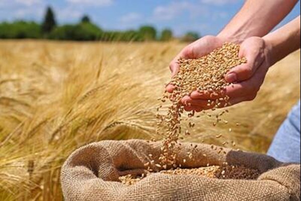  آغاز فراوری ۲ هزار تن بذور غلات در قم