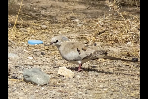 ثبت ۲ گونه پرنده در قم