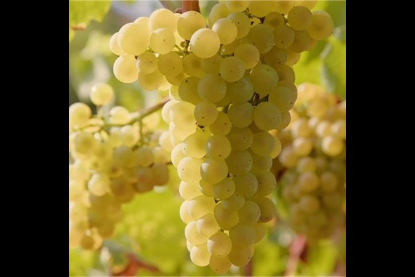 طرح‌های جدید کاشت انگور در کشور