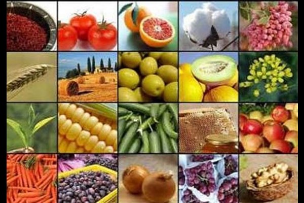 وضعیت پایدار تولید محصولات کشاورزی در قم 