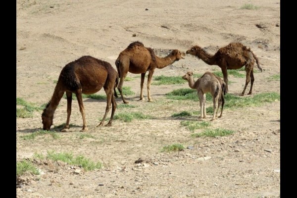   شترداری هوشمند در قم توسعه می‌یابد