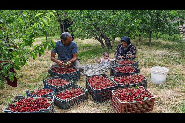 آغاز برداشت میوه های تابستانی در قم 