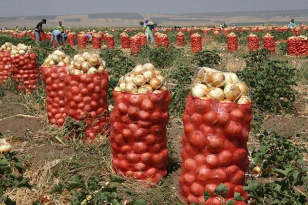  پیاز در قم تا ۱۰ روز دیگر ارزان می شود