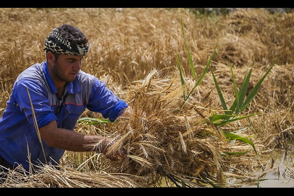 خطر خروج از خودکفایی گندم با بی تدبیری دولت/ نرخ خرید تضمینی گندم نیازمند اصلاح 