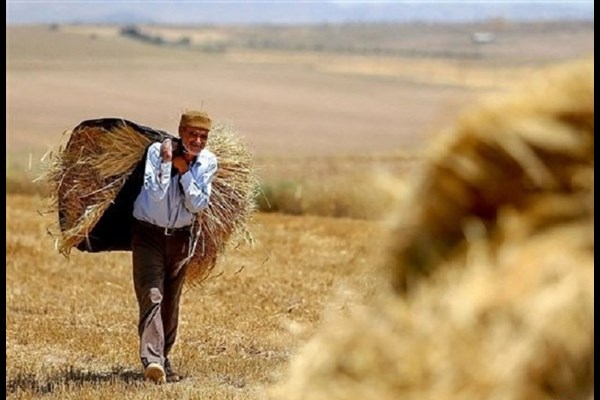 خطر خروج از خودکفایی گندم در سایه سیاست های غلط دولت