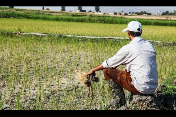 عجیب اما واقعی؛کشت محصولات آب بر در استان های گرم و خشک/پازل گمشده آب مجازی در الگوی کشت