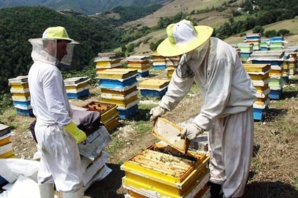 ۱۰۶۰ میلیارد ریال برای توسعه مشاغل روستایی در قم پرداخت شد