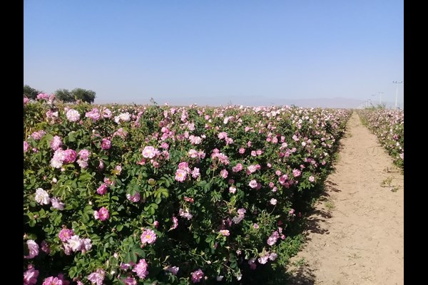 برداشت گل محمدی از مزارع قم