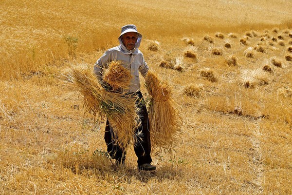 ۴.۵ درصد اشتغال قم مرتبط با کشاورزی است