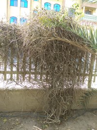 سایه بی توجهی بر سر درختان مجتمع ادارات استان قم+ تصاویر