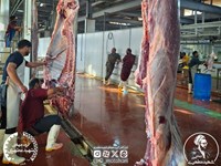 توزیع گوشت قربانی بین ۶۵۰ خانوار نیازمند