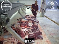 توزیع گوشت قربانی بین ۶۵۰ خانوار نیازمند