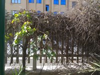 سایه بی توجهی بر سر درختان مجتمع ادارات استان قم+ تصاویر