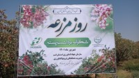 مراسم شکرانه برداشت پسته در قم به روایت تصویر 