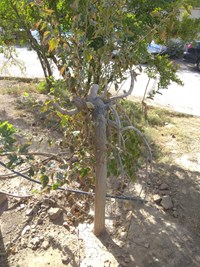 سایه بی توجهی بر سر درختان مجتمع ادارات استان قم+ تصاویر