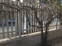 سایه بی توجهی بر سر درختان مجتمع ادارات استان قم+ تصاویر