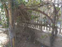سایه بی توجهی بر سر درختان مجتمع ادارات استان قم+ تصاویر