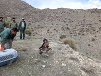 رهاسازی ۴ پرنده شکاری در قم + تصاویر