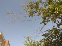 سایه بی توجهی بر سر درختان مجتمع ادارات استان قم+ تصاویر